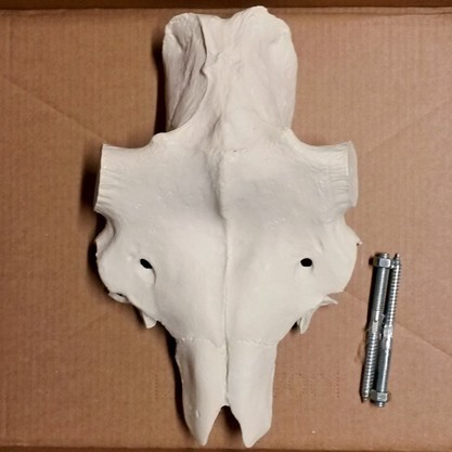 Moose skull (50 x 55 mm)