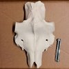 Moose skull (50 x 55 mm)