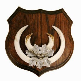 Shield for wild boar tusks