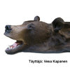Bear rugshell (17 cm)