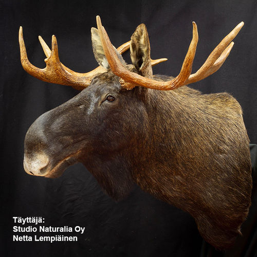 Moose shoulder form (39 cm)