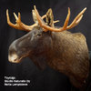 Moose shoulder form (39 cm)