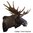 Moose shoulder form (41 cm)