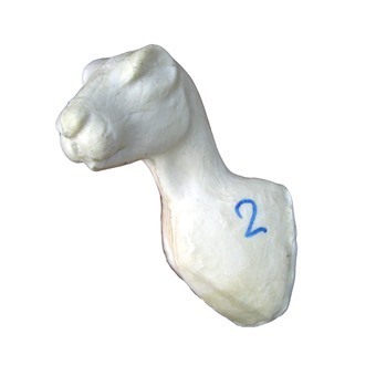 Jäniksen rintakuva 4-356 (5 cm)
