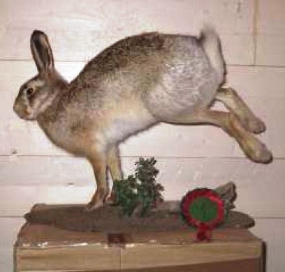 Brown hare 6-217V (61,5 cm)