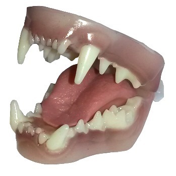 Otter's jaw & tongue