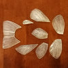 A set of fins for a trout