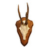 Shield for roe deer 26 x 17 cm