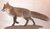 Red Fox 6-177 (72 cm)