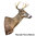 Whitetail deer (18,5 cm) right
