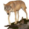Wolf 3 (116 cm)