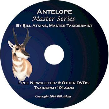 Antelope taxidermy