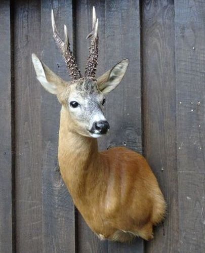 Roe deer (11,5 cm)