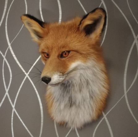Fox head (7,5 cm)