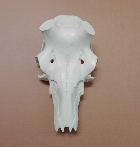 Red deer's skull 45 x 47 mm