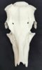 Whitetail deer skull 34 x 38 mm